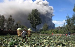 24h qua ảnh: Nông dân Indonesia thu hoạch bắp cải gần núi lửa đang hoạt động