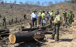 Công an vào cuộc điều tra vụ Phó Chủ tịch xã tham gia chặt phá rừng