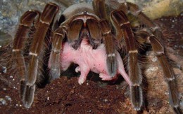 Sự thật về loài nhện ăn chim Goliath: Kẻ săn mồi khét tiếng nhưng ẩn chứa đầy nghịch lý