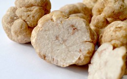 Nấm truffle: Nguyên liệu được xưng tụng là "thần thánh" của các nhà hàng hạng sang, có giá lên đến 1 tỷ cho khoảng 2 kg