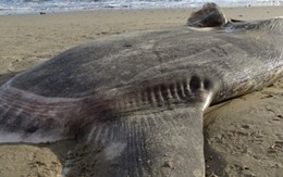 Cá thái dương trôi dạt vào bờ ở California, các nhà sinh vật thay đổi hoàn toàn suy nghĩ