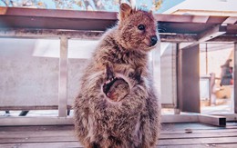 Bộ ảnh về Quokka - loài thú luôn mỉm cười, được mệnh danh là "hạnh phúc nhất Trái Đất" sẽ làm bạn quên hết muộn phiền