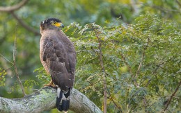 Diều hoa Miến Điện: Loài chim quý thuộc Sách Đỏ IUCN mang vẻ đẹp dũng mãnh hiếm có