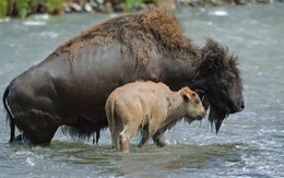 Thế giới động vật: Cảm động cảnh bò rừng lấy thân che chở cho con