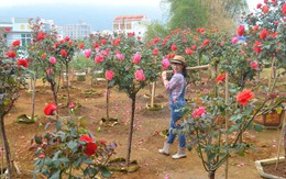 Bỏ ngân hàng đi trồng hoa, chàng trai gây dựng vườn hồng bạc tỷ “đẹp vạn người mê”