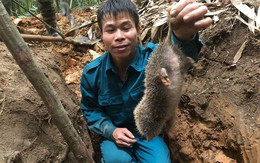 Kỳ thú chuyện săn lùng loài chuột khổng lồ trong rừng tây Yên Tử