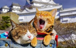 Dân mạng phát hờn với 2 boss mèo được vác đi khắp Nhật Bản: Cảnh đẹp như mơ mà chỉ lo ngáp với ngủ