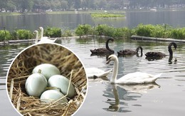 Trầm trồ thích thú xem đàn thiên nga đẻ trứng ở hồ Thiền Quang