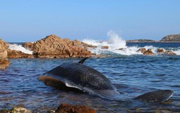 Phát hiện gây sốc trong bụng xác cá voi mang thai dài 8 m trôi dạt vào bờ biển