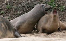 Thế giới động vật: Hải cẩu mẹ hất cát bụi để bảo vệ con