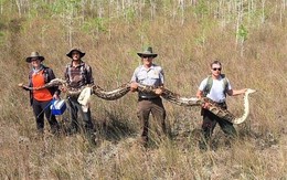 24h qua ảnh: Bắt trăn khổng lồ mang thai 72 quả trứng ở Mỹ