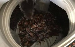 Chồng hí hửng mua 10 kg tôm hùm, vợ đảm giúp chồng rửa tôm bằng máy giặt và cái kết cay đắng khiến chồng khóc không dám khóc, giận không dám giận