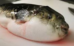 Ăn phải cá nóc, 1 cháu bé ở Phú Quốc tử vong, 3 người trong gia đình nguy kịch