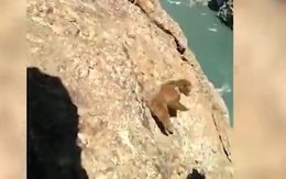 Video: Bị xua đuổi, gấu nâu ngã xuống vách núi chết thảm