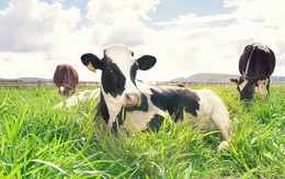 Cận cảnh trang trại bò sữa Organic chuẩn châu Âu trên cao nguyên Đà Lạt