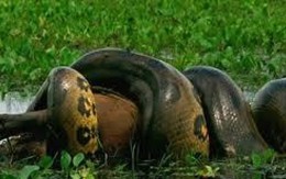 Video: Trăn Anaconda siết chết con chuột khổng lồ nặng 50kg