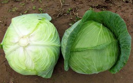 Bắp cải loài rau được ví "thần dược của người nghèo": Hãy nghe chuyên gia nói về tác dụng