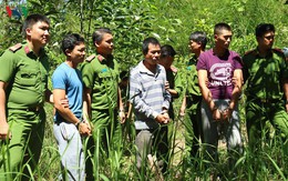Bắt kẻ chủ mưu vụ hạ độc chết hơn 10ha rừng thông tại Lâm Đồng