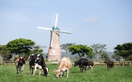 Có một trang trại bò sữa Organic “xanh từ A đến Z” trên cao nguyên Đà Lạt
