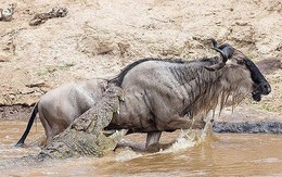 Đang uống nước, đàn linh dương đầu bò bị cá sấu ‘đột kích’