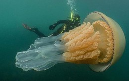 Đụng độ với sứa khổng lồ ngoài khơi bờ biển Anh