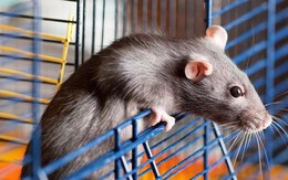 Con chuột nhịn 3 ngày để chui vào bình thức ăn: Cái kết đủ đau để thức tỉnh con người!