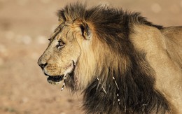 Sư tử săn nhím và hậu quả khôn lường cho con người