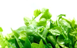 Ăn rau mồng tơi mà không nắm được những lưu ý cực quan trọng này sẽ gây hại sức khỏe