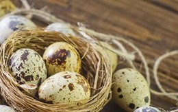 Người Nhật Bản rất "chuộng" ăn trứng chim cút vì 10 lợi ích nhãn tiền này