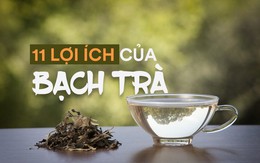 Công dụng tuyệt vời của bạch trà: Đây là lý do món đồ uống này vừa hiếm vừa đắt