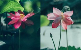 Hiếm có: Hoa sen ngủ yên trăm năm trong vườn vua nhà Thanh bất ngờ nở rộ khiến dân tình ồ ạt đến săn ảnh đẹp