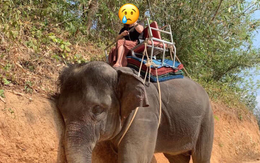 Cô gái Việt chia sẻ hình ảnh chú voi mệt lả tựa vào vách đất, tự hứa sẽ không dùng dịch vụ này nữa