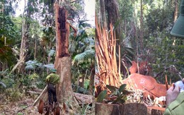 Phát hiện vụ chặt phá rừng lớn ở Vườn Quốc gia Pù Mát