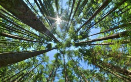 Các nhà khoa học cảnh báo: Cây xanh phát triển nhanh do hấp thụ CO2 nhưng điều này chỉ diễn ra được 80 năm nữa