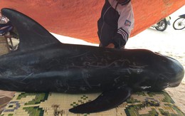 Cá voi dài 2m, nặng 1,5 tạ dạt vào bờ được người dân giải cứu