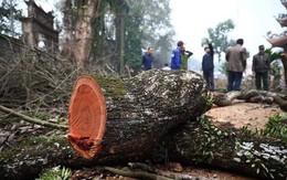 Số phận lô gỗ sưa trăm tỉ ở Hà Nội sẽ được định đoạt ra sao?