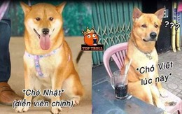 Chú chó gốc Nhật trúng vai "Cậu Vàng" khiến dân mạng gay gắt: "Việt Nam đâu thiếu chó khôn?'