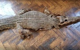 Đến sửa chữa trường học, nhóm thợ kinh hoàng phát hiện xác cá sấu chôn dưới sàn