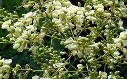 10 tác dụng của Hoa hòe tốt cho sức khỏe