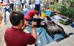 6 cá thể gấu nuôi nhốt hơn 10 năm tại nhà người dân ở Bình Dương được giải cứu