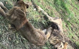 Hai con sư tử gầy trơ xương trong sở thú khiến nhiều người xót xa