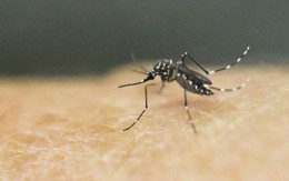 Chỉ vì muỗi cắn, người đàn ông khỏe mạnh bỗng bị chết não sau 9 ngày bởi loại virus nguy hiểm này