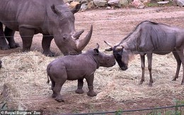 Cậy có mẹ bảo kê, tê giác con đi cà khịa đánh nhau với tất cả anh em động vật trong sở thú