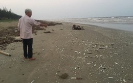 Cá chết dạt trên 4km bờ biển, người dân phát hiện đáy lưới giã cào đứt nghi là nguyên nhân