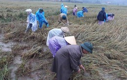 Hàng chục thanh niên tình nguyện ở Hà Tĩnh ra đồng giữa mưa gặt lúa, chạy lũ giúp dân