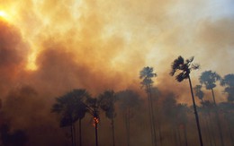 Cháy rừng nhiệt đới Amazon có ảnh hưởng đến sức khoẻ của bạn không?