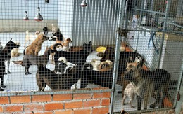 Cặp vợ chồng Cần Thơ được đầu tư 400 triệu xây nhà nuôi chó, mèo hoang