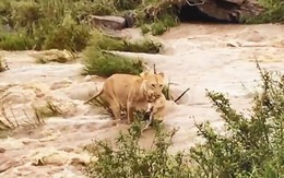 VIDEO: Sư tử mẹ tha con vượt sông chảy xiết