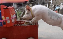 Ông chú Trung Quốc huấn luyện được đội gia súc chuyên diễn trò, có hẳn 1 con lợn làm taxi riêng cho mẹ