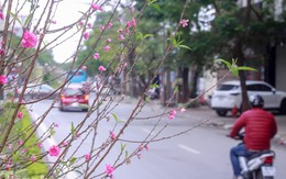 Hoa đào nở rực rỡ trên dải phân cách đường Hà Nội